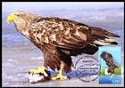 № 1175 MC1 - White-tailed eagle (Haliaeetus albicilla)