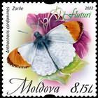 Orange Tip (Anthocharis cardamines)
