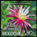№ 1211 (2.80 Lei) Selenicereus anthonyanus (Cryptocereus anthonyanus)