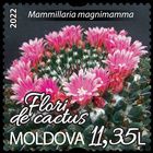 № 1213 (11.35 Lei) Mammillaria magnimamma