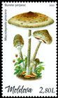 Parasol Mushroom (Macrolepiota procera)