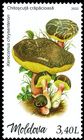 Red Cracking Bolete (Xerocomellus chrysenteron)