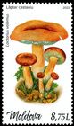 Weeping Milk Cap (Lactifluus volemus)