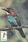 № 14 MC - Birds (I) 1992