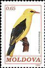 Eurasian Golden Oriole