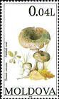 Green-cracking Russula