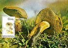 Mushrooms