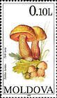 Lurid Bolete