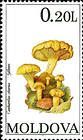 Chanterelle