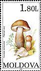 Slate Bolete
