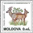 Европейская косуля