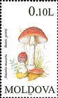 Fly Agaric