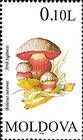 Devils Bolete