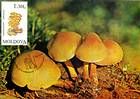 № 193 MC - Mushrooms (II) 1996