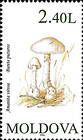 Common Stinkhorn
