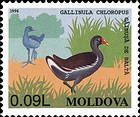 Common Moorhen