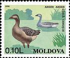 Greylag Goose