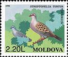 European Turtle Dove