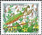 Praying Mantis