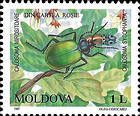 Forest Caterpillar Hunter Beetle