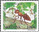 Liometopum Ant