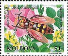 Large Yellow-headed Scoliid Wasp