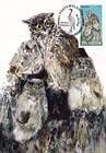 Eurasian Eagle-Owl