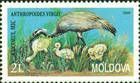 Demoiselle Crane