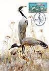 Demoiselle Crane