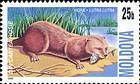 Otter