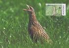 № 380 MC - Protected Fauna - Corncrake. World Wide Fund for Nature (WWF) 2001