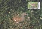Corncrake