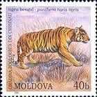 Bengal Tiger