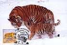 № 397 MC2 - Siberian Tiger