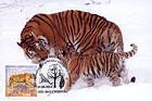 № 397 MC3 - Siberian Tiger