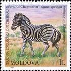 Chapmans Zebra