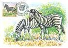 Chapmans Zebra