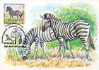 Chapmans Zebra