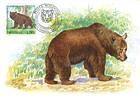 Brown Bear