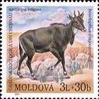 Nilgai (Antelope)