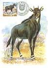 Nilgai (Antelope)