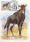 Nilgai (Antelope)