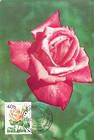 № 430 MC6 - Rose