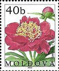 Peony