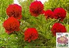 № 431 MC3 - Chişinău Botanical Gardens 2002