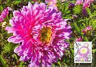 № 432 MC1 - Chişinău Botanical Gardens 2002