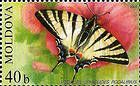 Scarce Swallowtail (Butterfly)