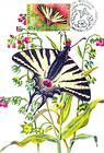Scarce Swallowtail (Butterfly)