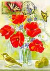 Poppies
