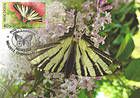 № 459 MC4 - Scarce Swallowtail (Butterfly)